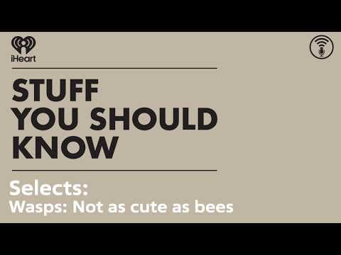 Selects: Wasps: Not as cute as bees | STUFF YOU SHOULD KNOW
